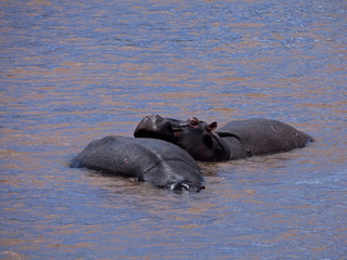 Hippo Heaven