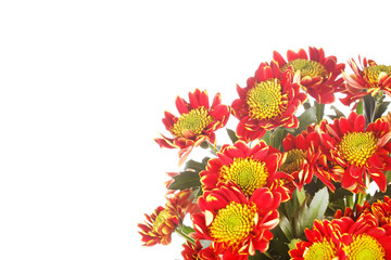 Chrysanthemum Flowers