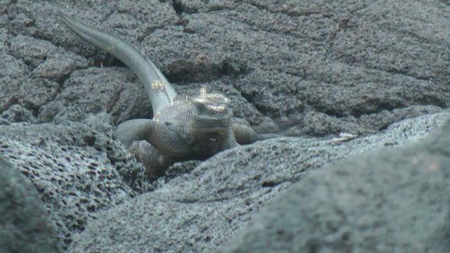 Meerechse l&auml;uft auf Lavafelsen , Galapagos