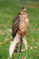 Young Goshawk