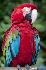 Parrot or Macaw