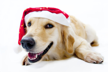Santa's dog