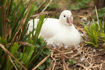 white duck on nest 8437 - 28042278