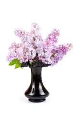 Bouquet of lilac in a black vase