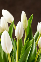 Fototapeta na wymiar beautiful tulips