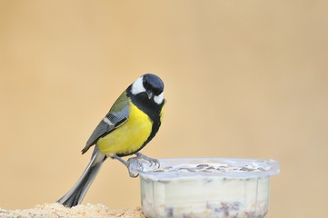 Carbonero común comiendo en el comedero