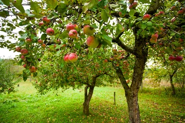 Keuken spatwand met foto Appelbomen met rode appels © Xalanx
