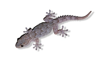Mauergecko