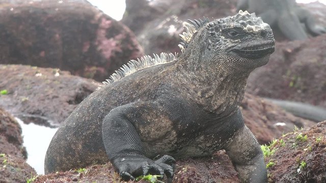 Meerechse schnaubt Wasser aus , Galapagos