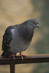 sitting pigeon