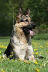 portrait de berger allemand - pastore tedesco