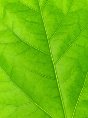 Naklejka na ściany i meble Green leaf texture, macro photo
