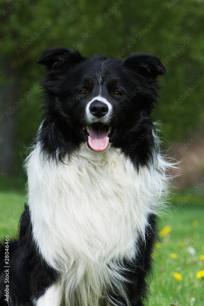 Wall mural border collie noir et blanc de face