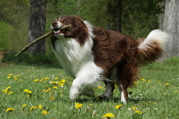 border collie jouant avec son bâton