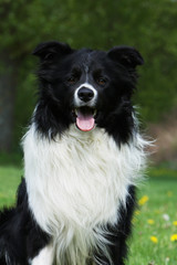 Fototapeta premium border collie noir et blanc de face
