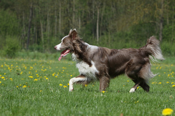 border collie gambadant dans l'herbe