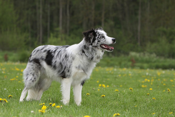 border collie blue merle de profil © Dogs