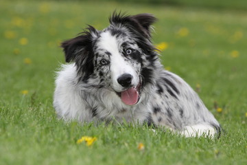 joli border collie bleu merle - blue merle border collie