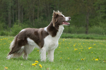 border collie au statique