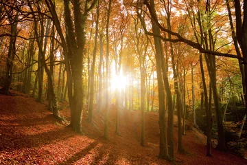 Crédence de cuisine en verre imprimé Automne Soleil qui brille à travers une forêt d& 39 automne.
