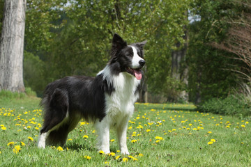 border collie debout de profil en alerte