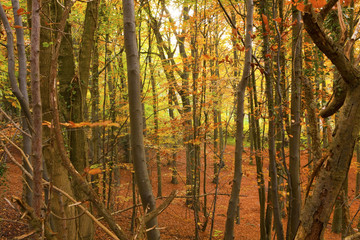 Autumn forest.