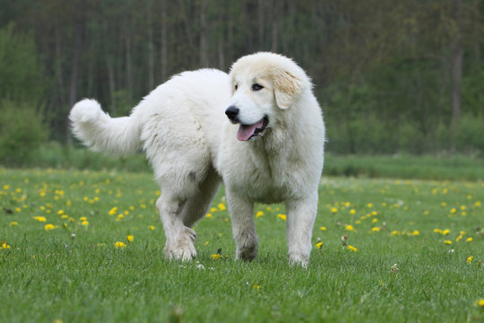 Pyren&auml;en berghund frei in Natur