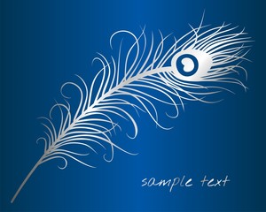 peacock feather