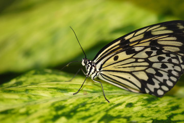Bazillian Butterfly