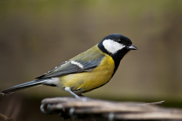 Great Tit