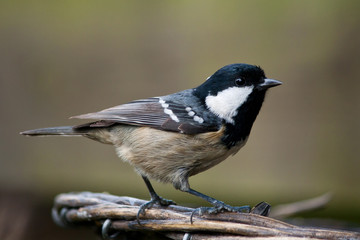 Coal tit © Johan van Beilen