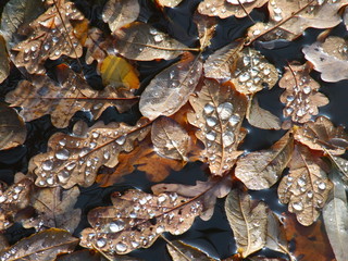 Feuilles gelees