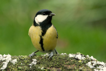 Great tit