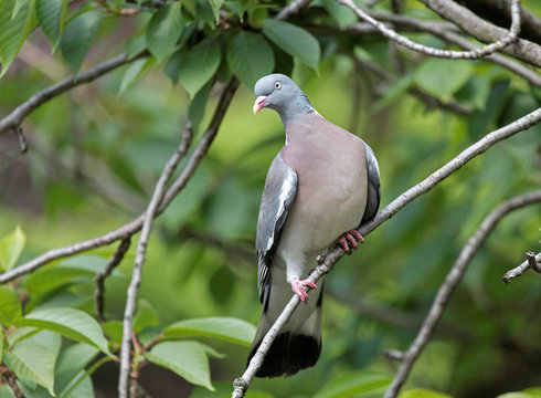 Columba palumbus