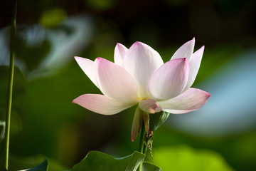 Lotus portrait