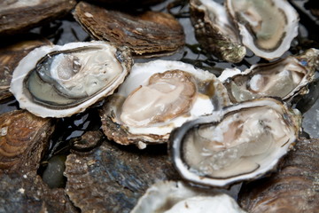 Fresh oysters are laid out on the ice.