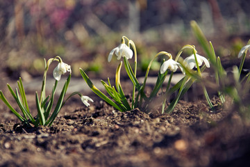 Closeup of snowdrops in the spring