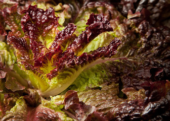 Macro of purple lettuce