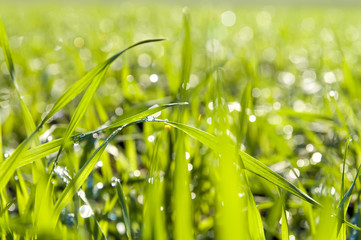 green grass close up with water drops. soft focus