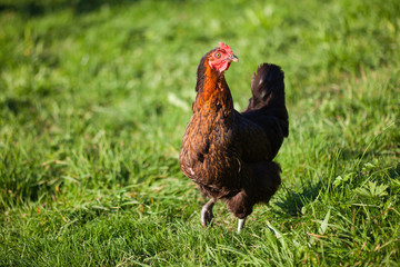 Closeup of a hen in green grass
