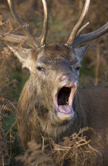 Red Deer calling