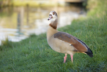 Egyptian Goose