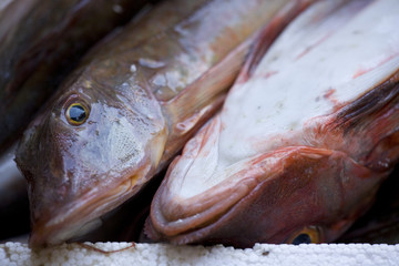 Freshly caught Gurnard Fish