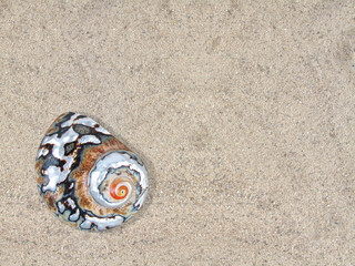 Turban shell