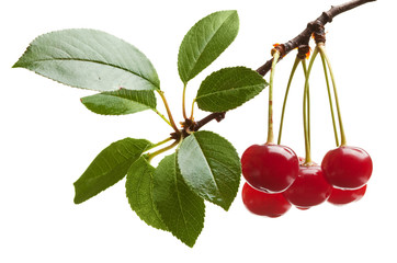 Early dew on cherry brunch with foliage