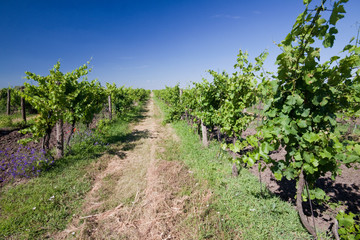 Fototapeta na wymiar A vineyard field in Czech republic