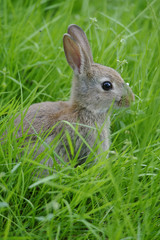 Wild Grey Rabbit in Long Grass