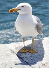 Seagull posing in Portovenere