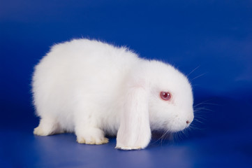 Small fluffy rabbit