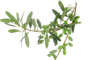 green iraqi olives on white